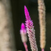 Purple Stalk Closeup by rminer
