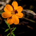 Orange Flower by rminer