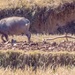Plowing the fields by water buffalo  by rminer
