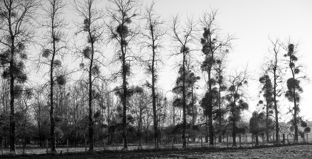 PLAY January - Nikon 50mm f/1.4G: Poplars & Mistletoe by vignouse