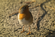 20th Jan 2012 - Robin This is my best side! 