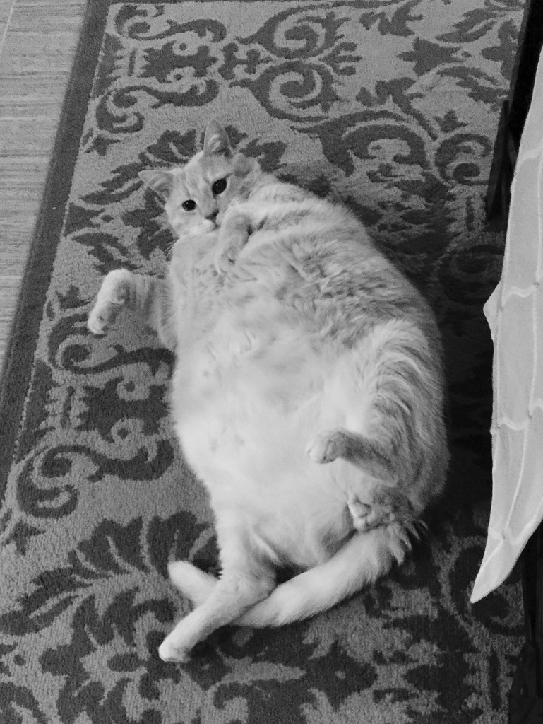 Fat cat by kdrinkie