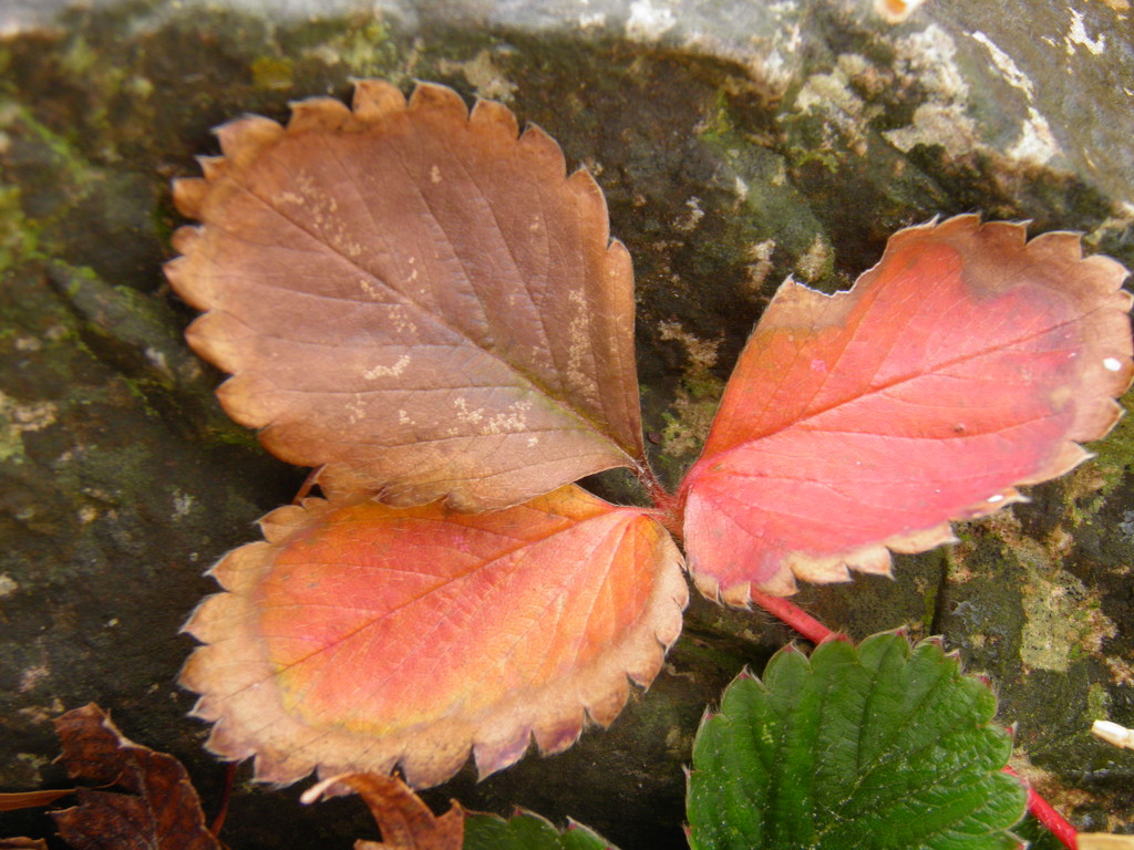 Strawberry Leaf in the Winter by daisymiller