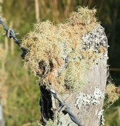 22nd Jan 2017 - Fence post , lichen ,barb wire and cobwebs