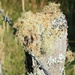 Fence post , lichen ,barb wire and cobwebs by Dawn