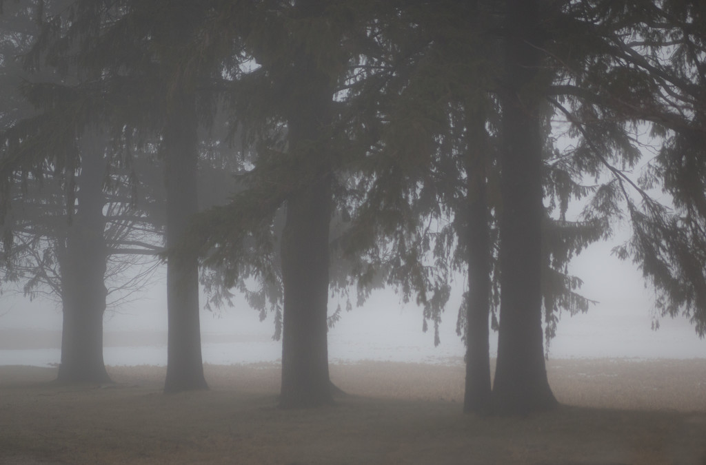 A foggy day by tracymeurs