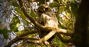 21st Jan 2017 - Barred Owl Keeping an Eye on Me!