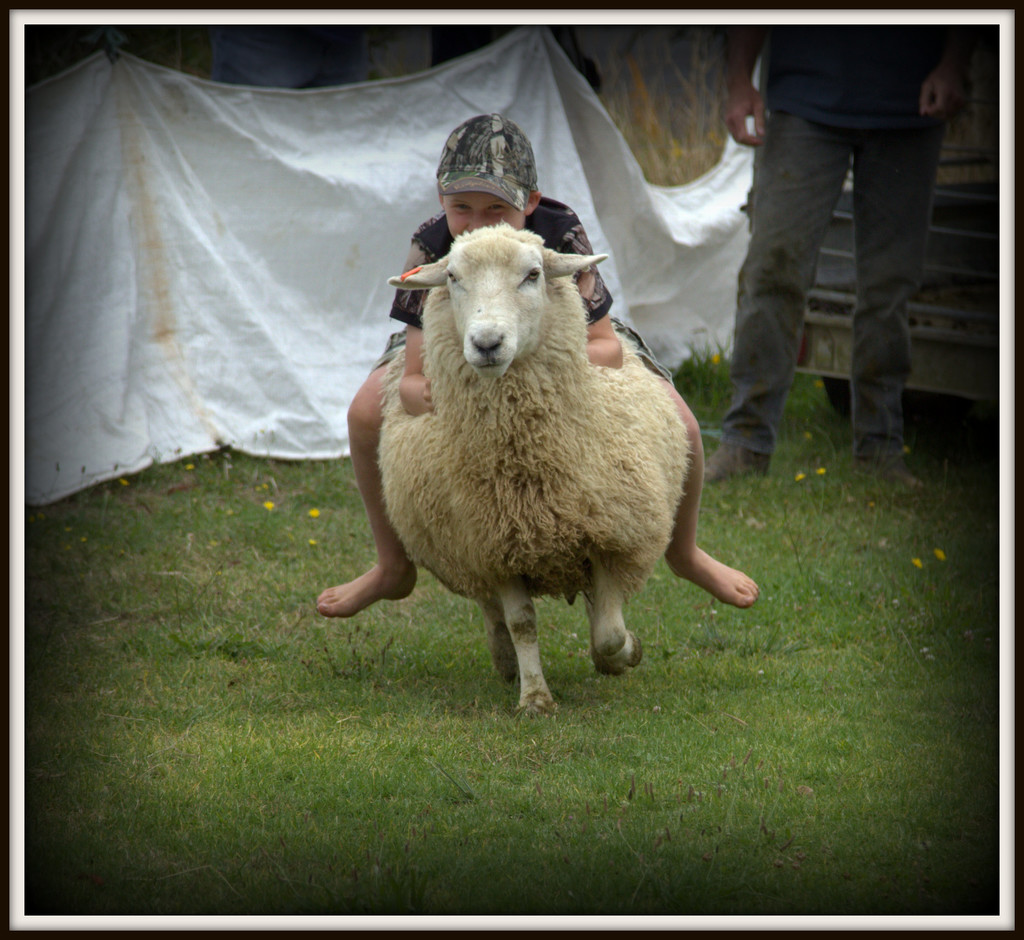 Sheep racing by dide