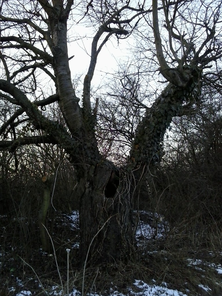 Screaming tree by ivm