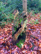 21st Jan 2017 - Tree stump