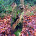 Tree stump by jeff