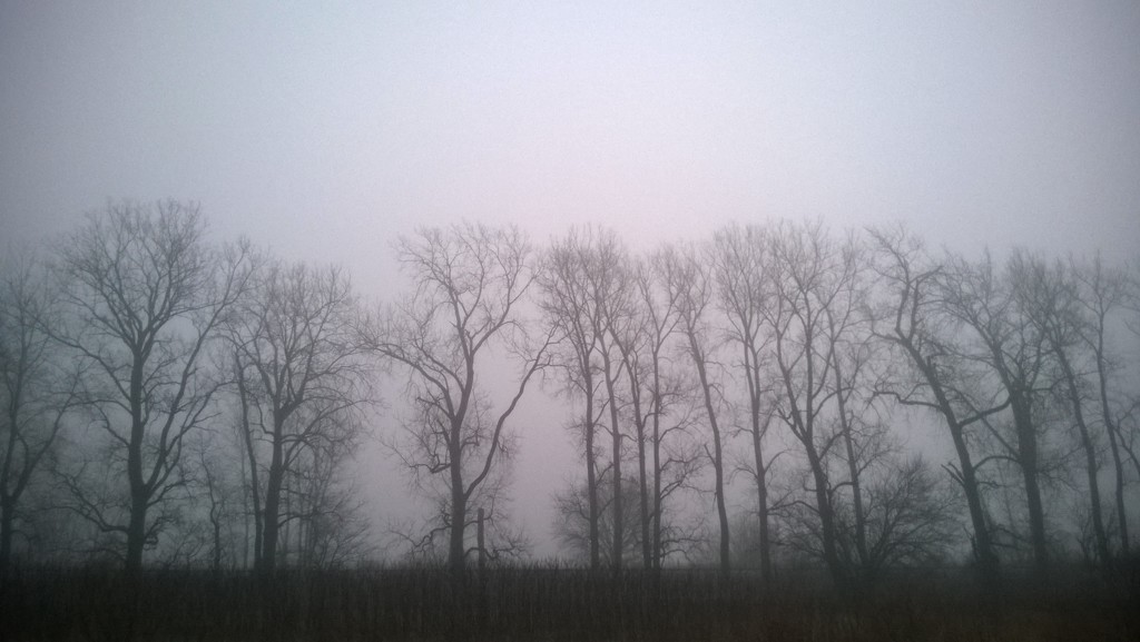 Fog Fog Fog by scoobylou