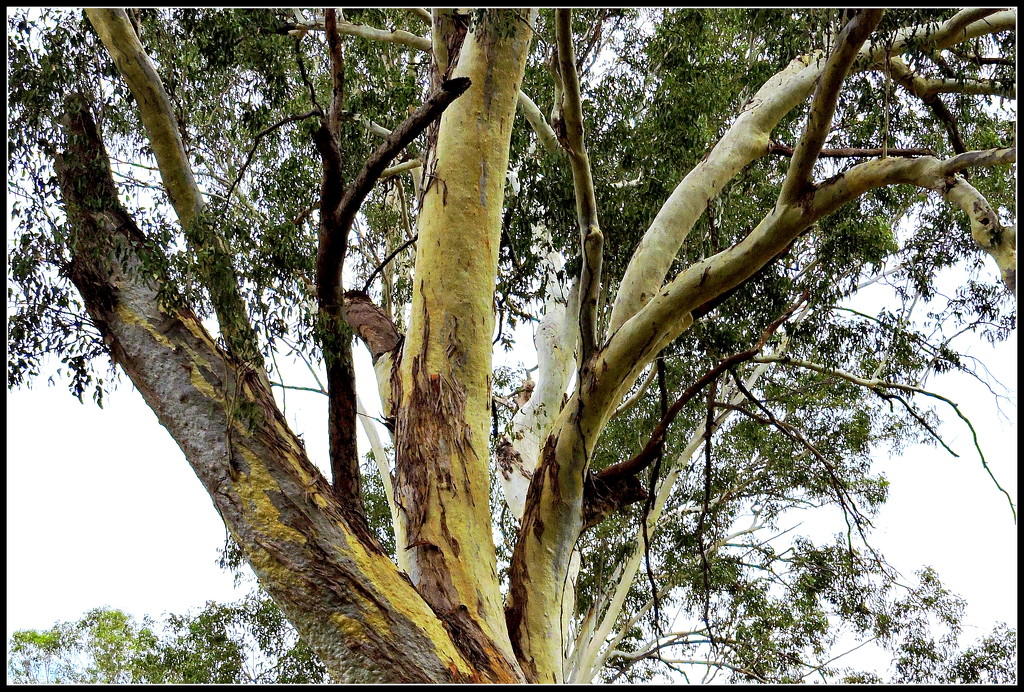 Gum Trees Stripping by ubobohobo