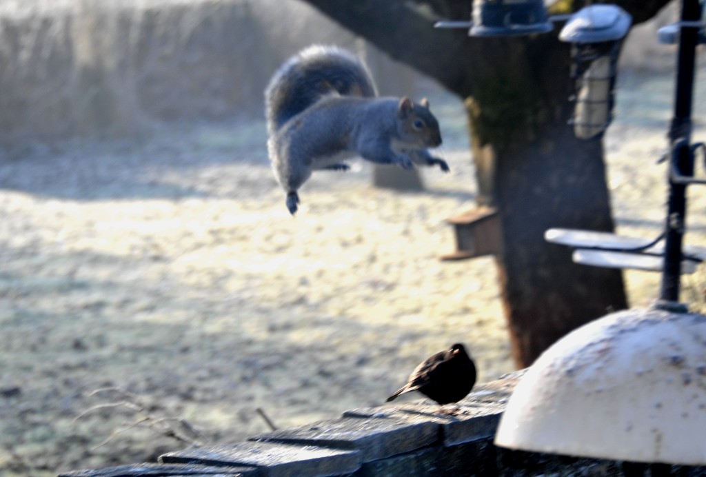 An Airborne Squirrel by arkensiel