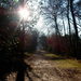 Woodland Path by bulldog