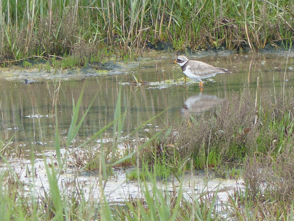  Ringed Plover  by susiemc