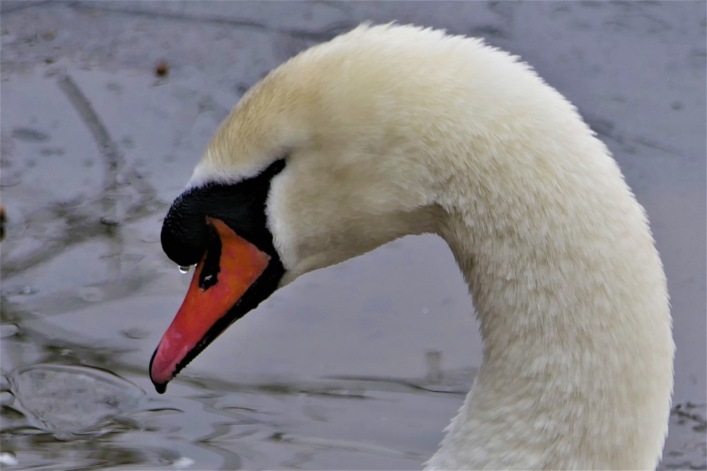 Swan, up close by carole_sandford