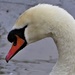 Swan, up close by carole_sandford