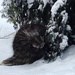 Porcupine by sunnygreenwood