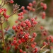 Frosty berries by nicolaeastwood