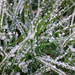 Frozen grass by bigmxx
