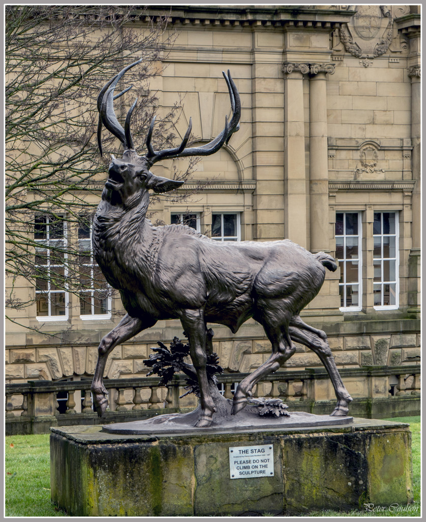 The Stag by pcoulson