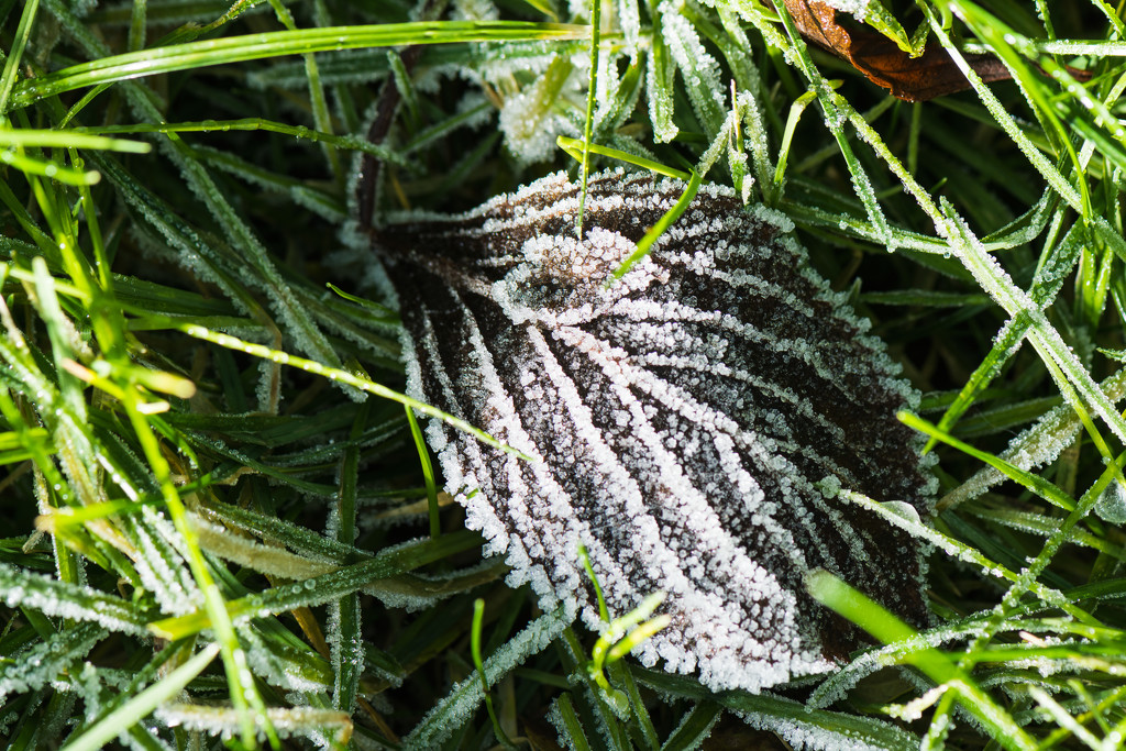 Ground frost in colour by rumpelstiltskin