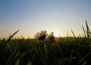 22nd Jan 2017 - Daisies in no mans' land...