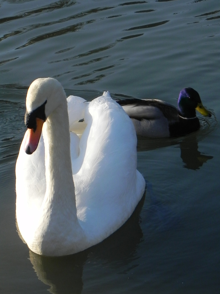 Swan and Duck by josiegilbert