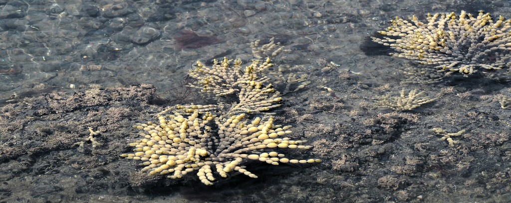Seaweed in a rock pool  by Dawn