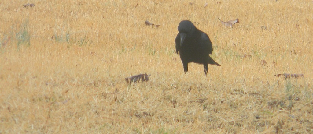 Crow Looking Forward in Front Yard  by sfeldphotos