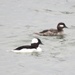 Mr. and Mrs. Bufflehead by momarge64