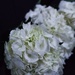 White hydrangeas by cristinaledesma33