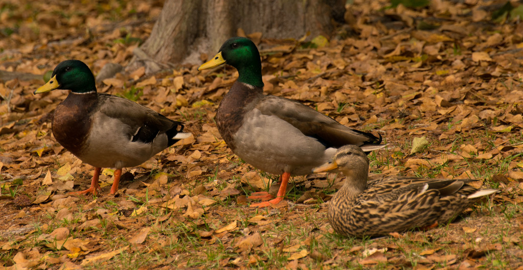 Mallards Standing Due to Wind! by rickster549