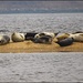 Seals on the Sandbar at Sandy Hook by olivetreeann