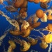 Mesmerising Jellyfish by bilbaroo