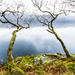 West Highland Way,Loch Lomond, Scotland by iqscotland