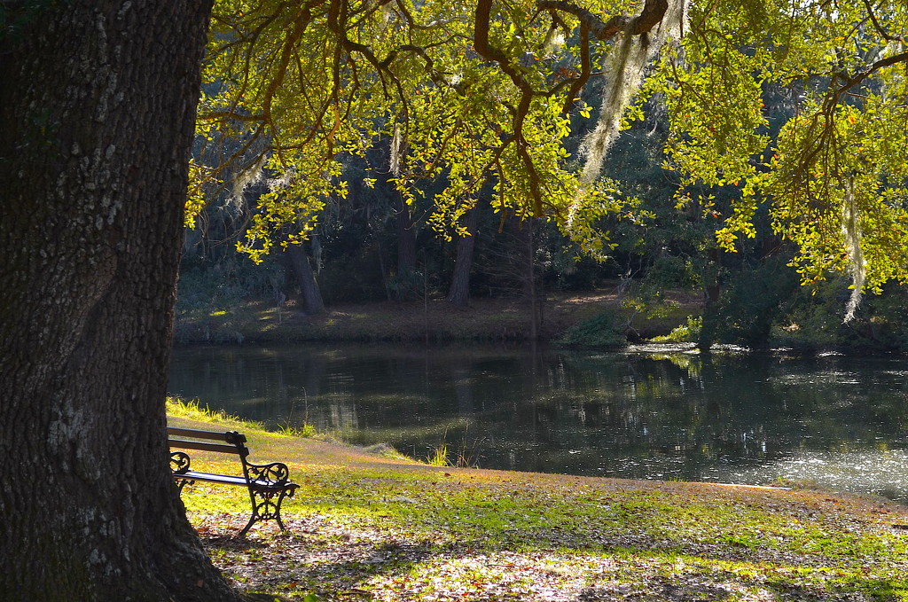 Quiet place to sit by the lake by congaree