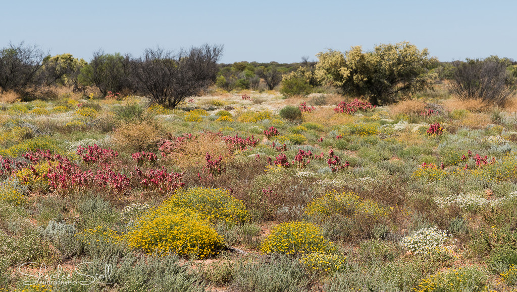 Wildflowers in the Red Centre by bella_ss