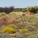 Wildflowers in the Red Centre by bella_ss