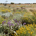 More Wildflowers in the Red Centre by bella_ss