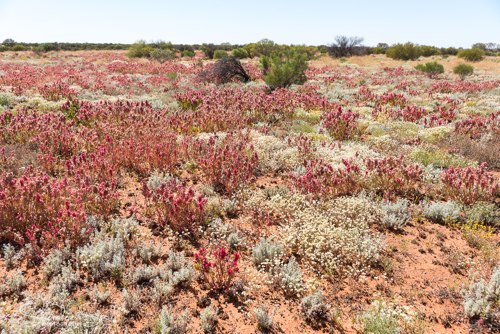 And more wildflowers in the Red Centre by bella_ss