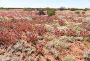 18th Jan 2017 - And more wildflowers in the Red Centre