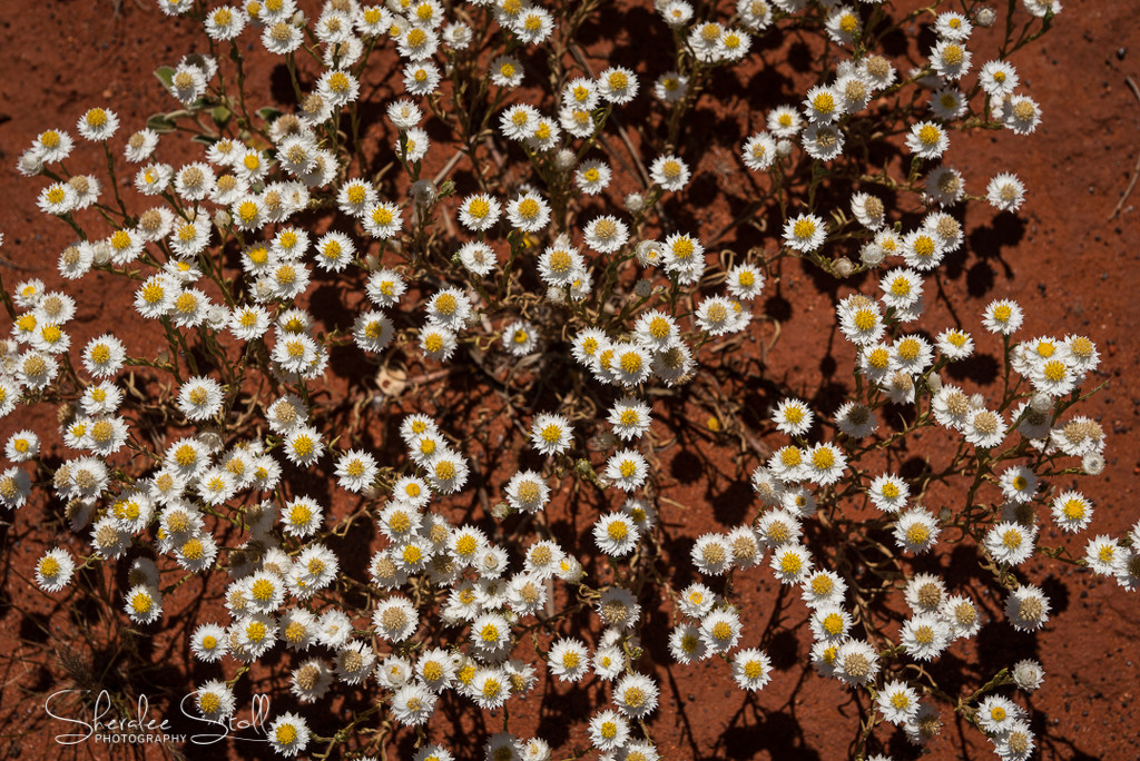 Wildflowers and red soil by bella_ss