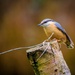 Nuthatch by swillinbillyflynn