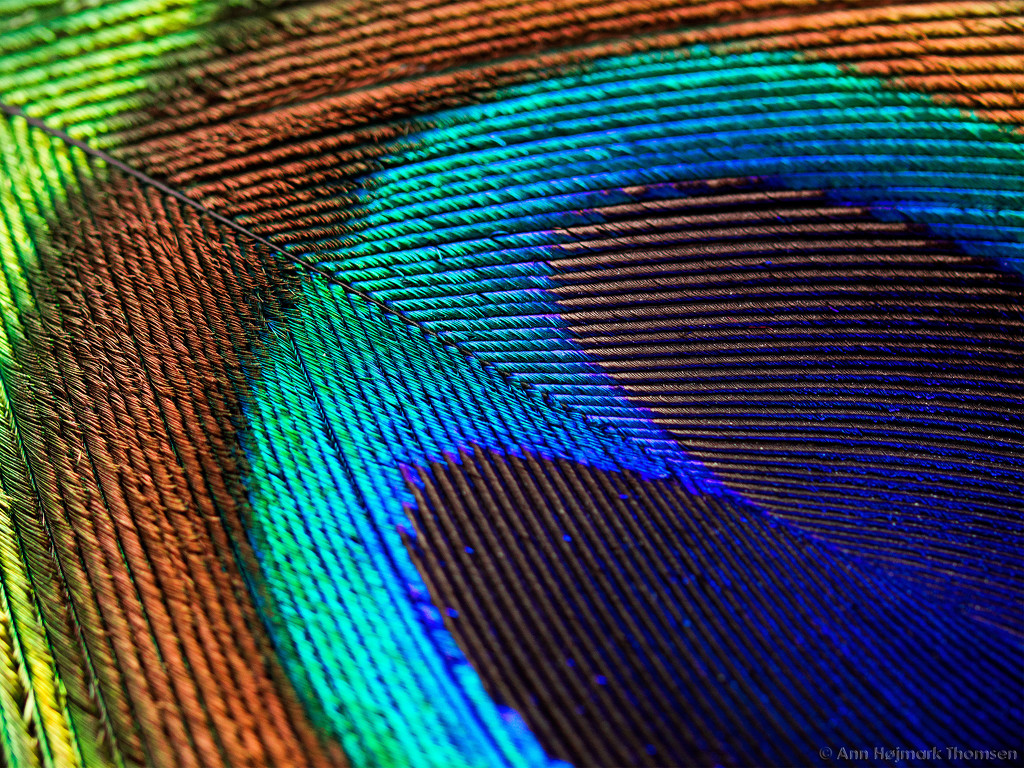 Peacock feather by atchoo