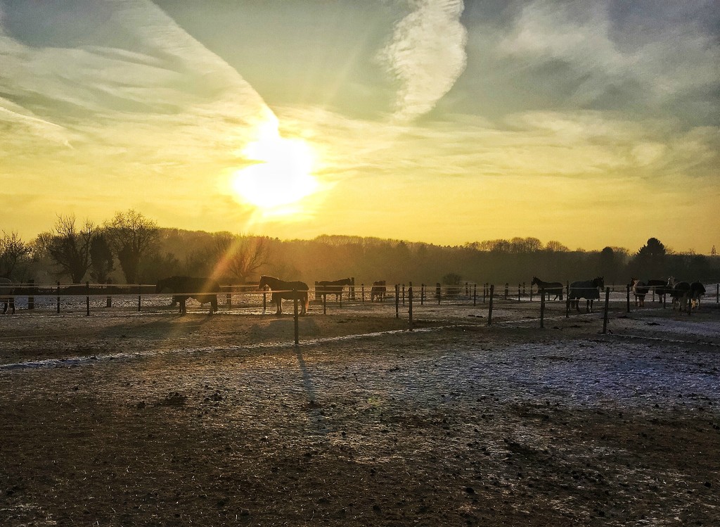 Sunset, horses..and a bit of snow by cocobella