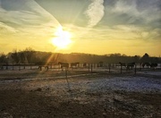 22nd Jan 2017 - Sunset, horses..and a bit of snow