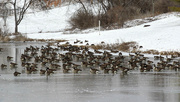 23rd Jan 2017 - A lake full of geese