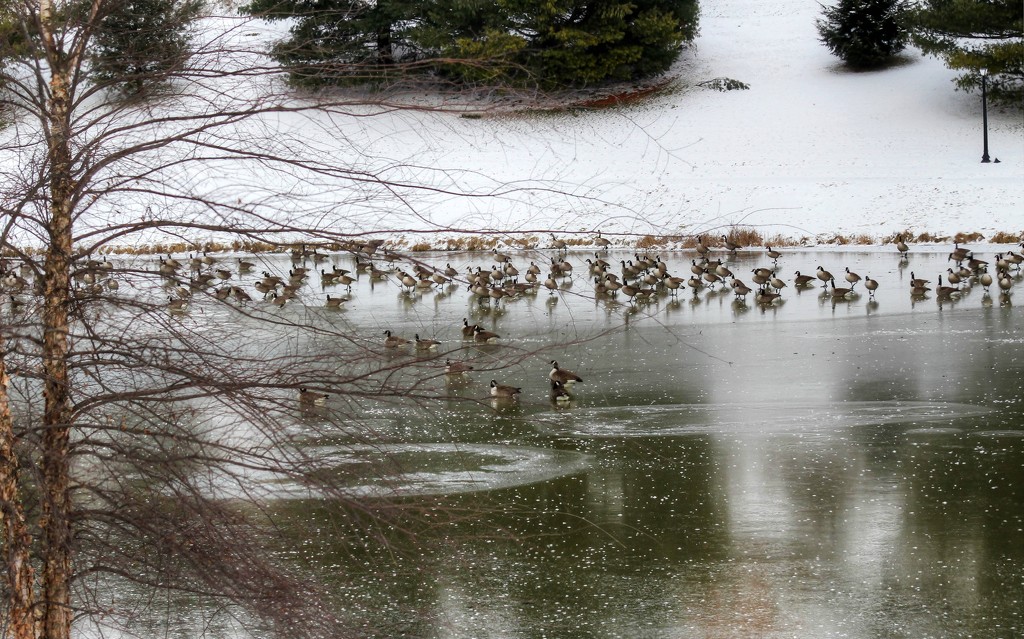 Geese on the lake by mittens